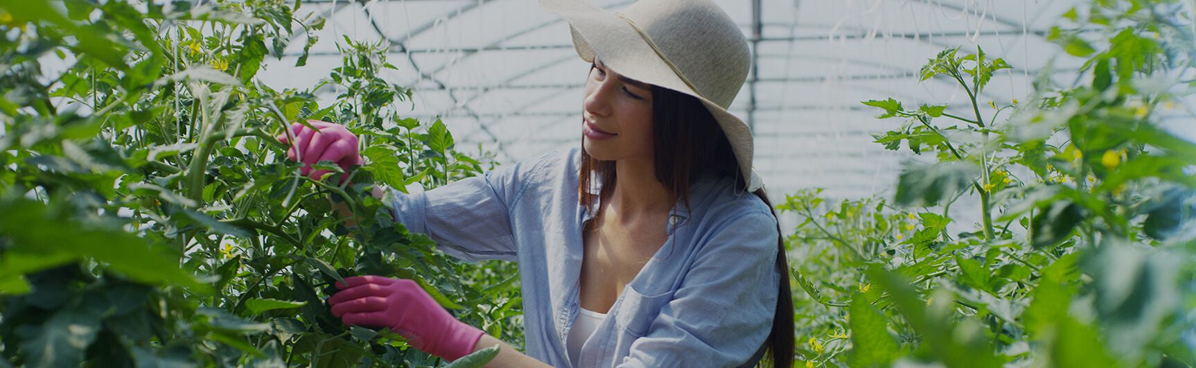 A worker tending crops in a polytunnel
