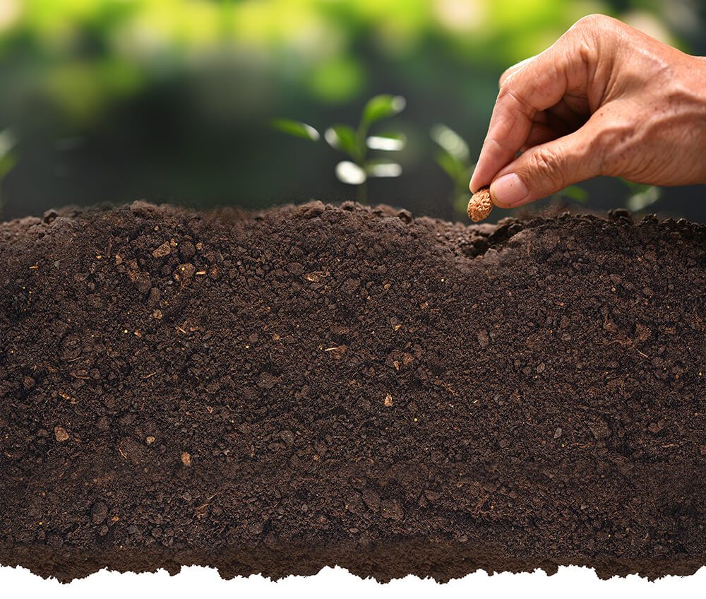 A hand planting a seed in rich dark soil