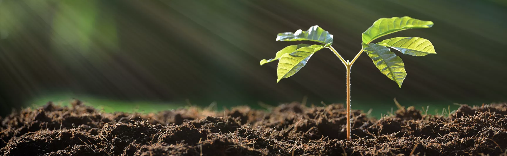 A young plant growing in dark soil