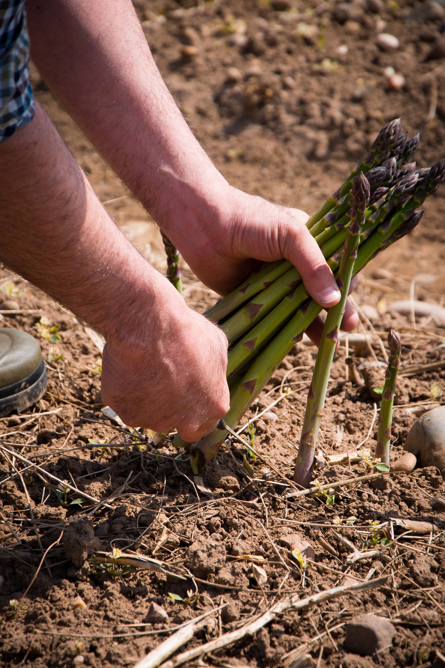 British Asparagus Season 2020
