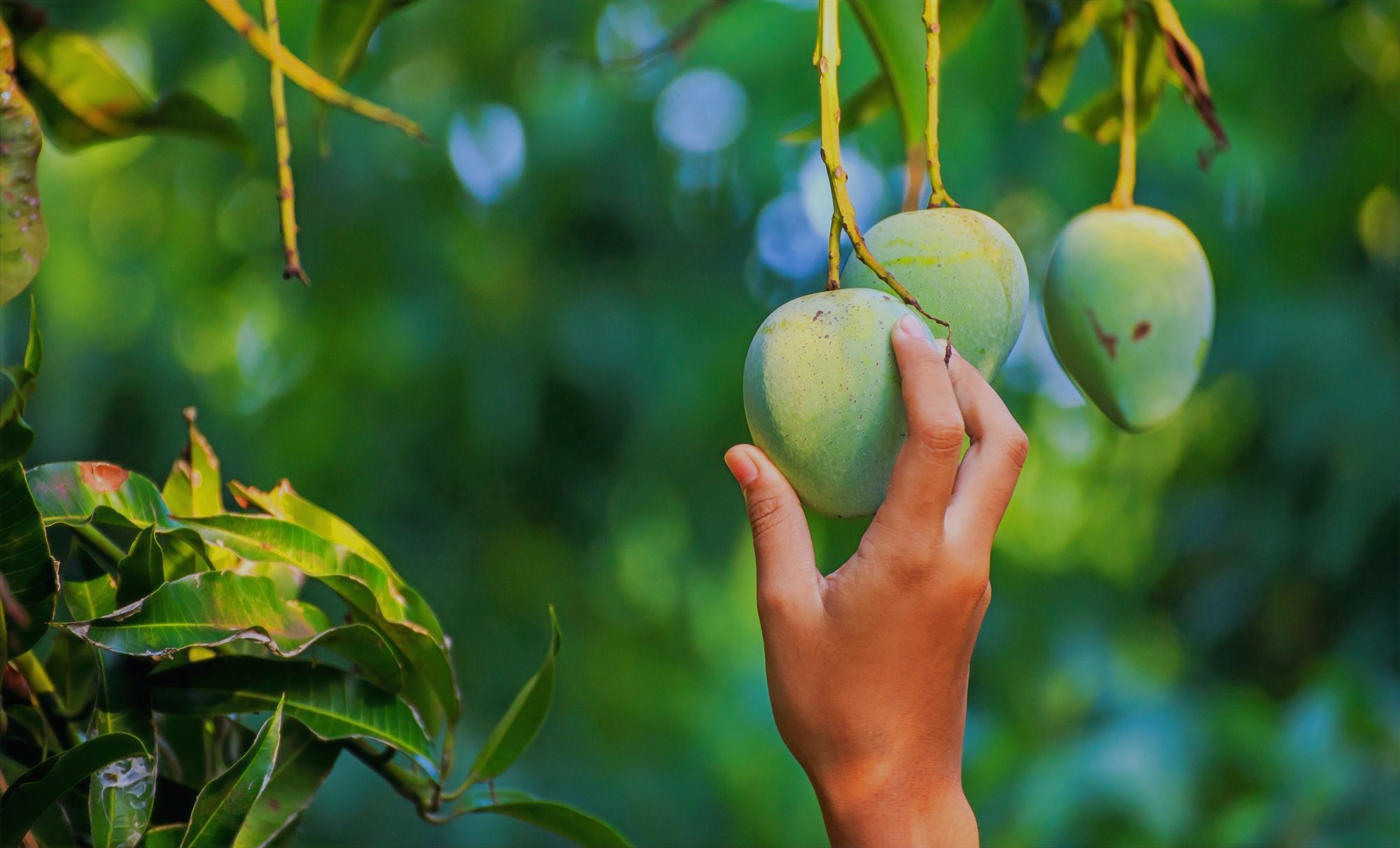 A hand reaching up to pick fresh green mangoes from a tree