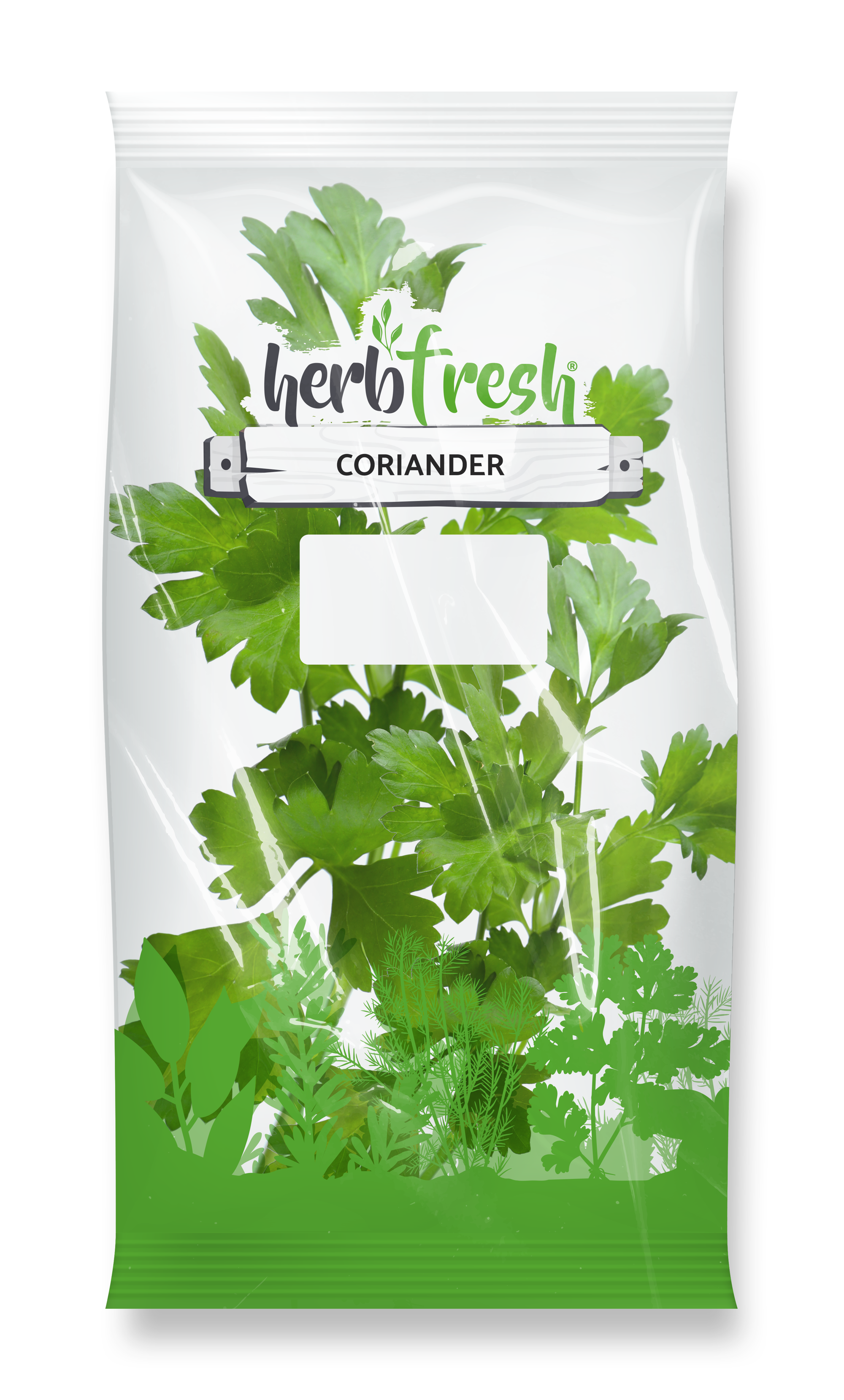 Coriander