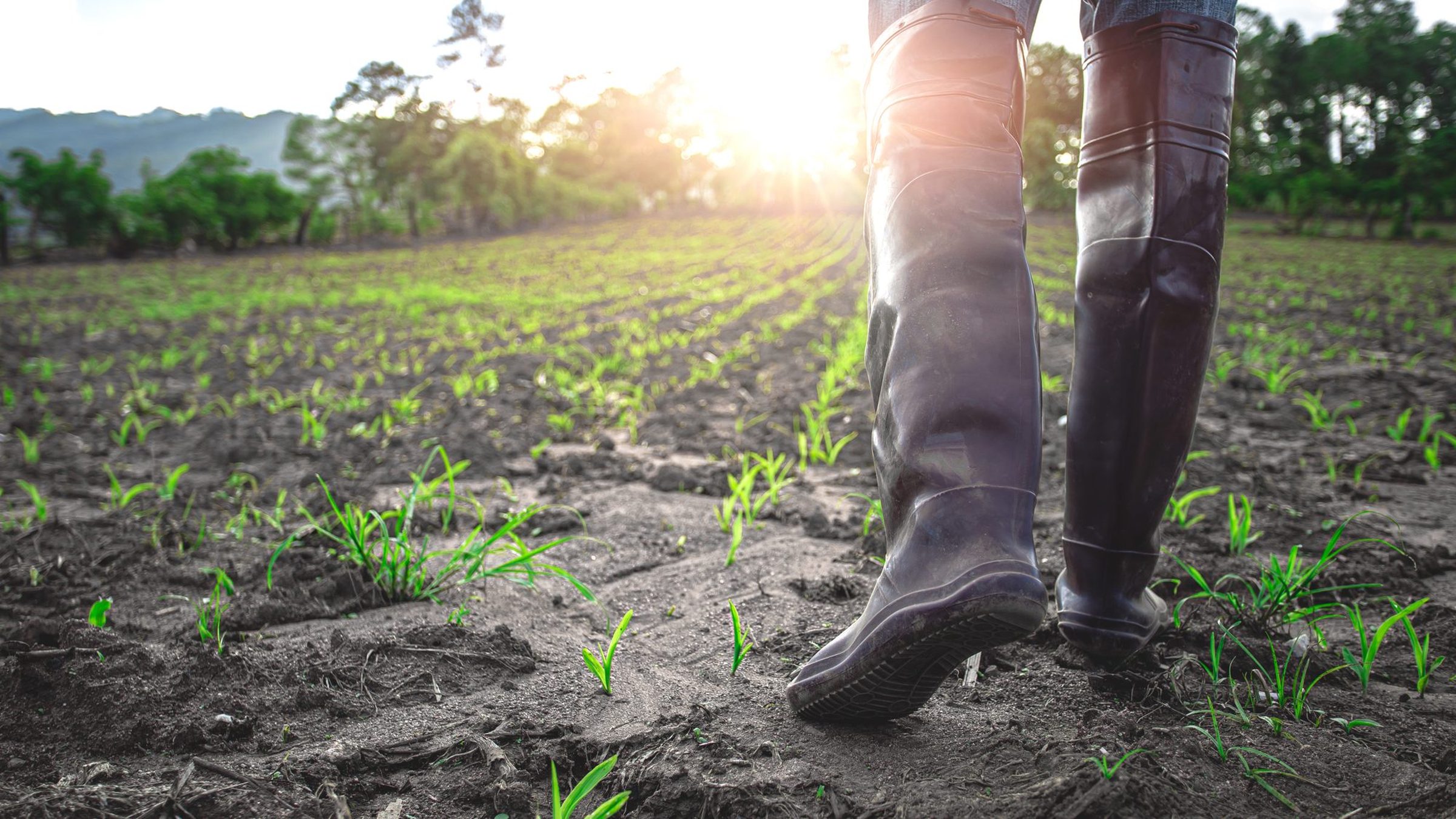 Young seedlings growing in dark soil with boots stepping between rows